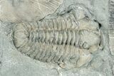 Flexicalymene Trilobite With Brachiopods - Mt Orab, Ohio #254747-3